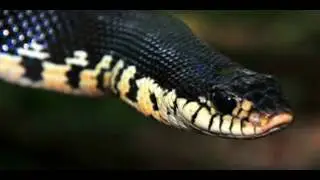 7 Animaux emblématique  de Madagascar