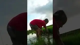 Farmers Planting Rice in the Paddy Field #agriculture #simpleliving #farming #shorts