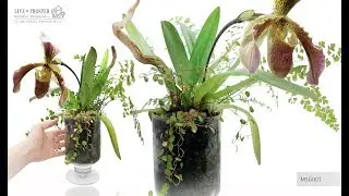 Mineral Premium Floriana with Paphiopedilum and plant mix with rock crystal obelisk