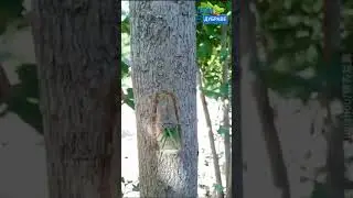 Прививка плодовых дeрeвьeв