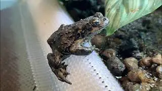 2024 Boreal Toad Wild Release 🏔️🌿🐸