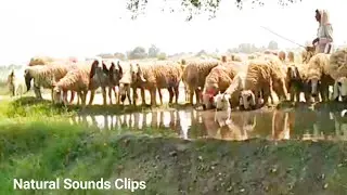 Sheep drinking water 🐑🐏 Natural Sounds Clips