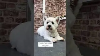 It seems Tintin had an eventful spa session 🤔 #doggrooming #funny #trend #trending