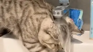 Os Gatinhos Mais Engraçados e Fofos..