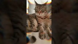 mon chat est mortellement bg