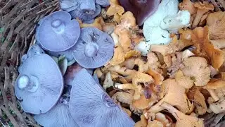 Грибы в ноябре... Тихая охота 08 11 2023