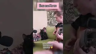 Кот поёт блюз