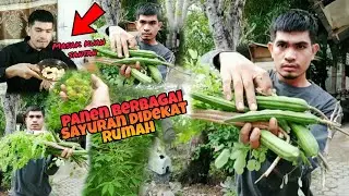 Panen beberapa sayuran dipekarangan rumah