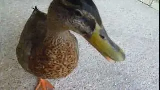 Luisa l'anatra