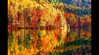 Sounds of nature, The sound of rustling leaves in the forest autumn Relax and meditation