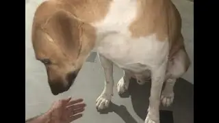 Spotted street Dog Near Garden but We never expected what happened next