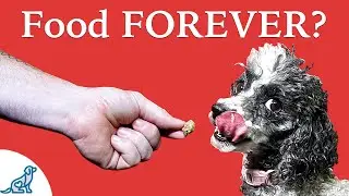 Does Treat Training Your Dog Mean You'll Need Food Forever?