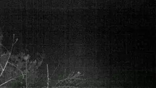 Yavru Tilki Fotokapanda - Fox Pup on Phototrap