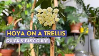 How to Make Hoya GROW FAST | Hoya on Trellis