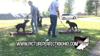 Doberman puppies basic obedience training