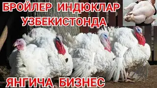 КИШЛОК УЙ ШАРОИТИДА 👍 БИЗНЕС | ИНДЮК БОКИШ БИЗНЕС | ЯНГИЧА УСУЛИ | Абдуллох Атабаев