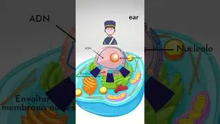 🕹️ ¿Cómo FUNCIONA el NÚCLEO de la CÉLULA eucariota? 🔴