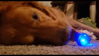 Golden Retriever and Cats react to light-up toy