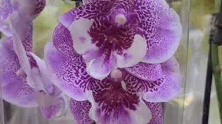 14.07.24.ПЛАНЕТА ЛЕТА И МИР ЦВЕТОВ🌺.