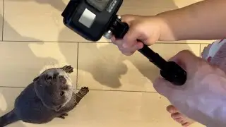 カメラでこどもに撮影されてしまうカワウソと猫 Otter and cat being filmed by child on camera