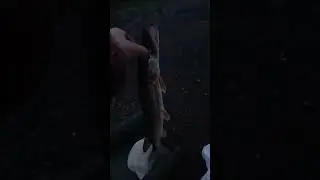 20.08.25 г. Поймал израненую щуку на 850 гр. и окуней.