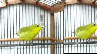 Pancingan pleci bahan,ombyok pleci macet pleci males bunyi cepat respon
