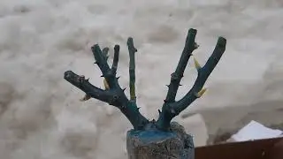 Обзор посылки с саженцами роз из интернет-магазина 