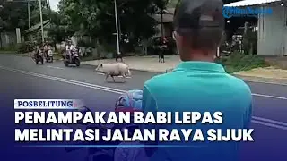Penampakan Seekor Babi Berjalan Melintasi Jalan Raya di Desa Air Merbau Tuai Perhatian Warga Sekitar