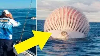 РЫБАКИ НАТКНУЛИСЬ НА СТРАННЫЙ РАЗДУТЫЙ ОБЪЕКТ...