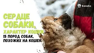 🌟 Сердце собаки, характер кошки 🌟 15 пород собак, похожих на кошек🌟