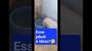 JABUTI IDOSO?COMO SABER? #tartaruga #animais #idadedojabuti