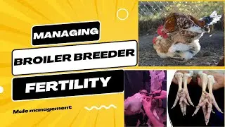 Broiler breeder fertility and male assessment