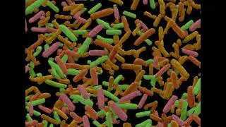 Bifidobacterium lactis HN019 - Create Yourself Designer Frequency, Gastrointestinal Symptoms Relief