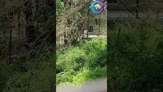 White tiger | Bannerghatta safari | Wild Animals 