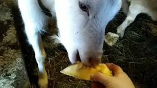 Ура🥳 КОЗА пошла на поправку 🐐