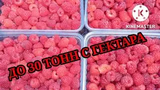 Raspberries. 30 tons per season!!! It's possible, but difficult!