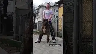The best breed - Presa Canario
