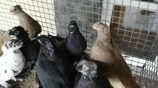 На любой вкус и цвет. Среднеазиаты Кременчуга.