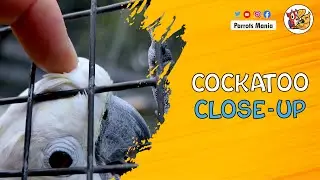 Cockatoo Close-up