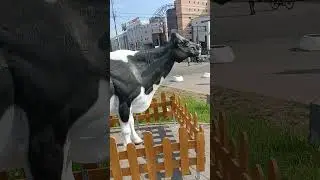 А много ль корова даёт молока
