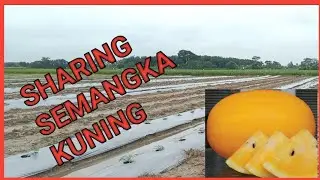 bedengan budidaya semanka