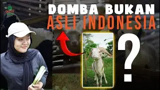 FAKTA DOMBA GARUT DI INDONESIA!
