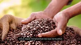 CeritaBINUSIAN Episode 10 - Pemberdayaan Petani Kopi Lembor di NTT