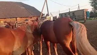Жеребец и Ириска опять вместе