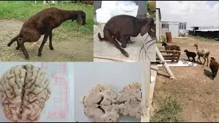 ОТКАЗЫВАЮТ НОГИ У ЯГНЕНКА | ВЫЛЕЧИЛ АТАКСИЮ У ЯГНЕНКА | "ПАРАЛИЧ" ЯГНЕНКА