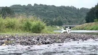Zikmund Laro Slovakia  a Artemis Laro Slovakia