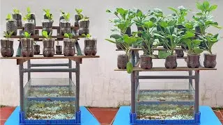 Growing vegetables combined with raising fish