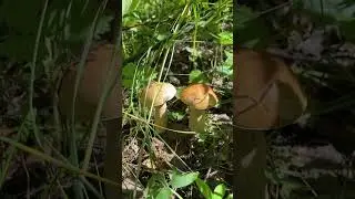 Грибная пора