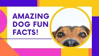 Amazing Dog Fun Facts | Episode 1 || 10 Dog Facts