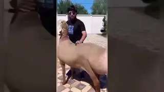 шок герой приехал